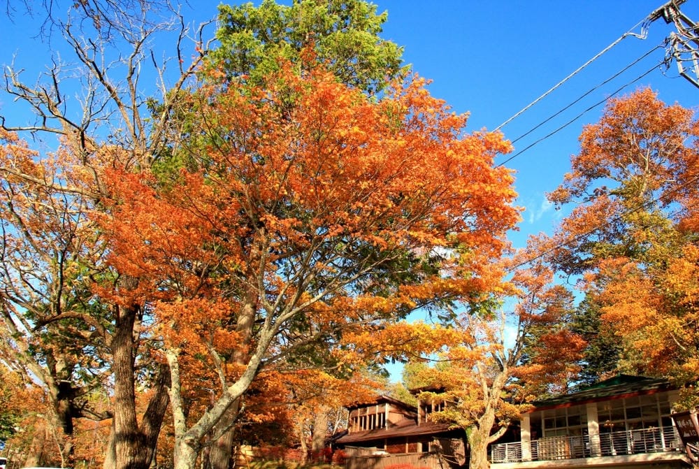 【栃木縣|日光】中禪寺湖、中禪寺:在紅橙黃的波浪層次堆疊間, 【栃木縣|日光】中禪寺湖、中禪寺:在紅橙黃的波浪層次堆疊間,