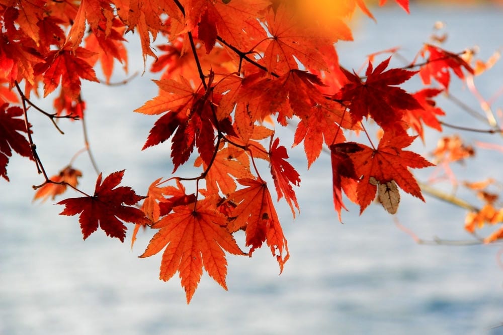 【栃木縣|日光】中禪寺湖、中禪寺:在紅橙黃的波浪層次堆疊間, 【栃木縣|日光】中禪寺湖、中禪寺:在紅橙黃的波浪層次堆疊間,