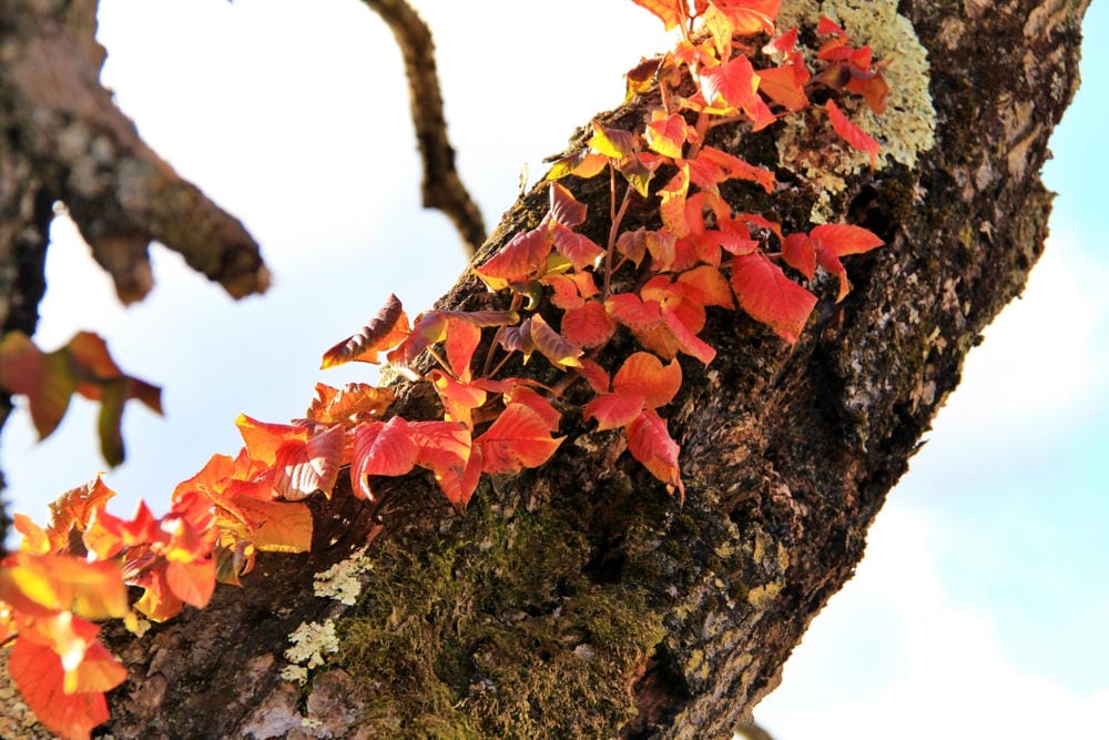 【栃木縣|日光】中禪寺湖、中禪寺:在紅橙黃的波浪層次堆疊間, 【栃木縣|日光】中禪寺湖、中禪寺:在紅橙黃的波浪層次堆疊間,