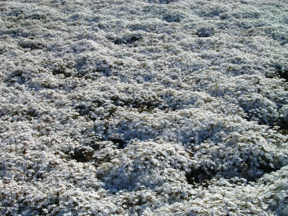秩父羊山公園 (25).JPG 秩父羊山公園 (25).JPG
