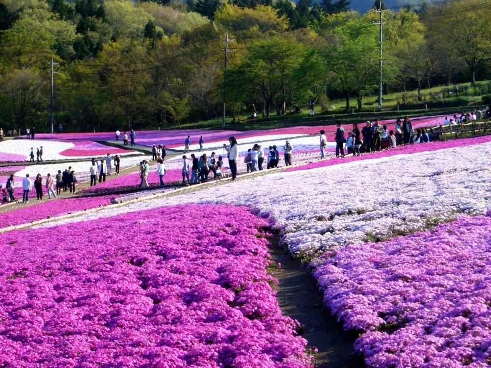 秩父羊山公園 (66).JPG 秩父羊山公園 (66).JPG