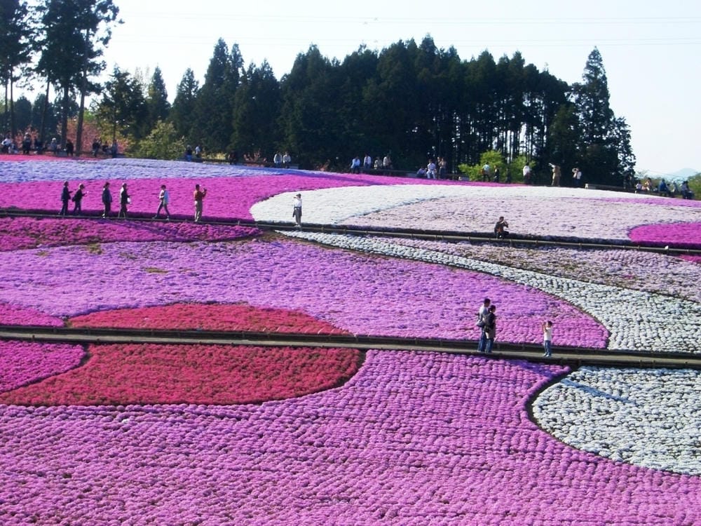 秩父羊山公園 (58).JPG 秩父羊山公園 (58).JPG
