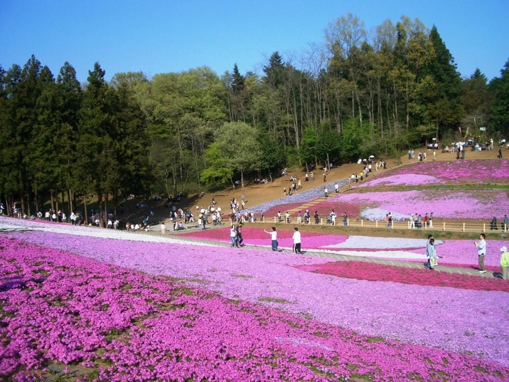 秩父羊山公園 (13).JPG 秩父羊山公園 (13).JPG