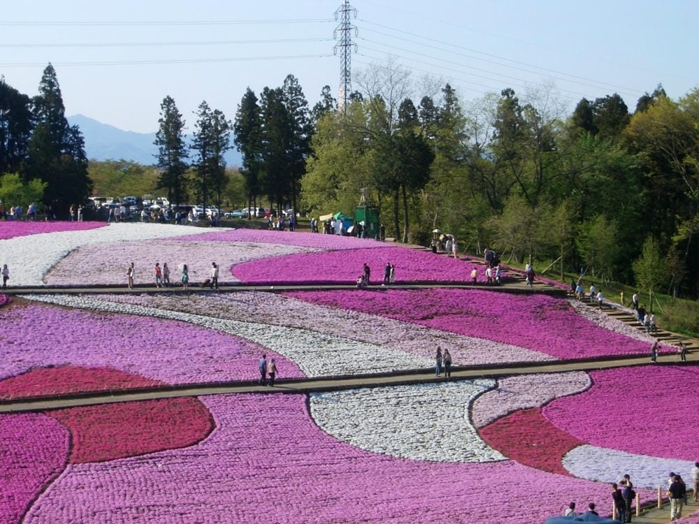 秩父羊山公園 (50).JPG 秩父羊山公園 (50).JPG