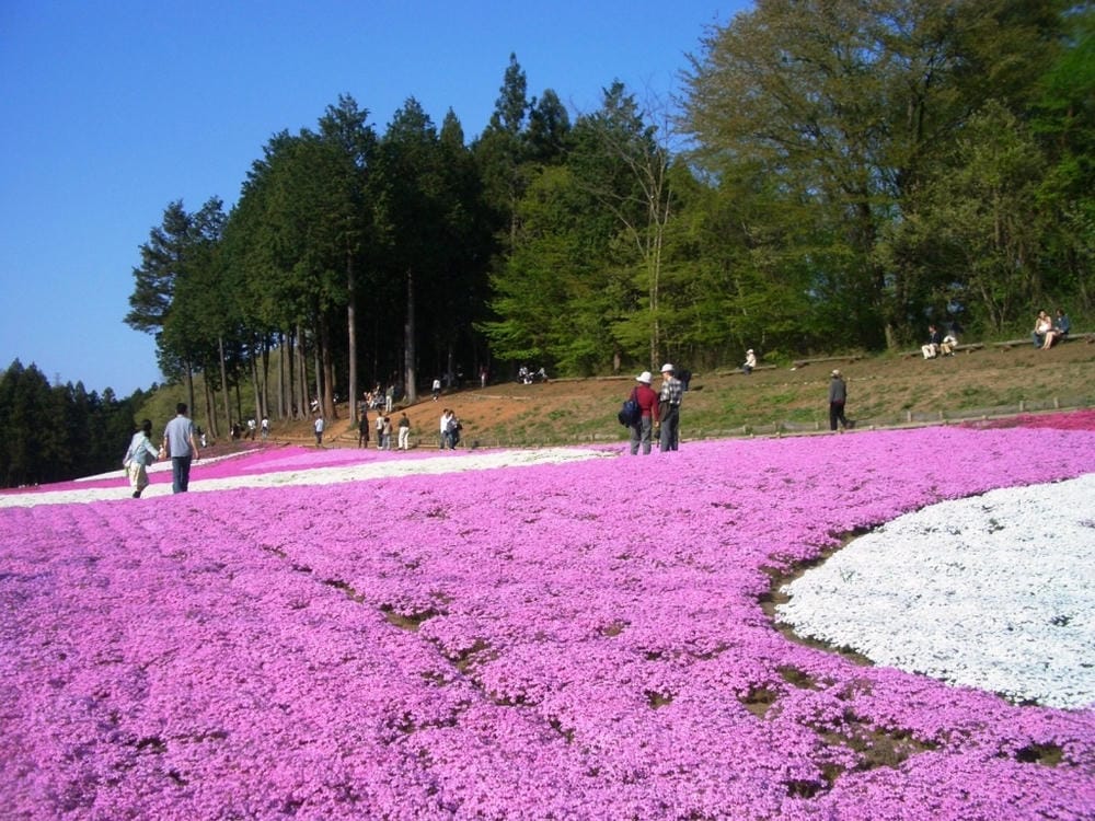 秩父羊山公園 (30).JPG 秩父羊山公園 (30).JPG