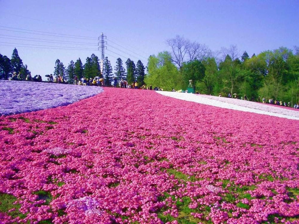 秩父羊山公園 (11).JPG 秩父羊山公園 (11).JPG