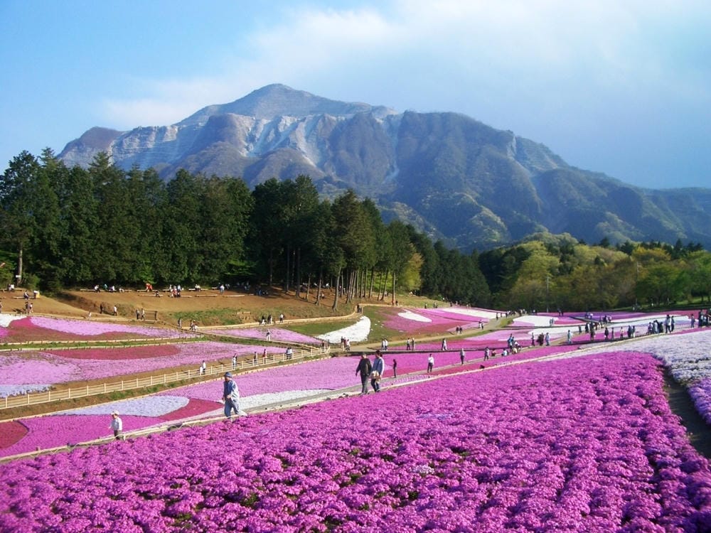 秩父羊山公園 (64).JPG 秩父羊山公園 (64).JPG