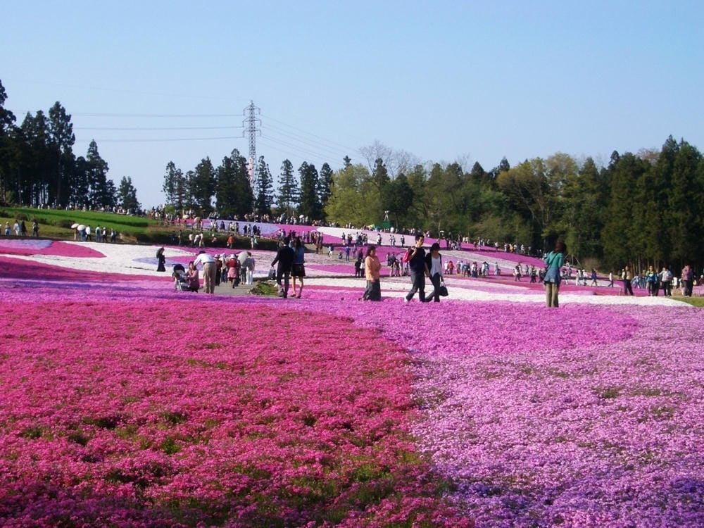 秩父羊山公園 (31).JPG 秩父羊山公園 (31).JPG