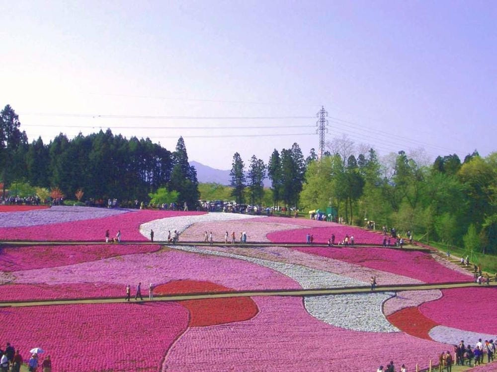 秩父羊山公園 (49).JPG 秩父羊山公園 (49).JPG