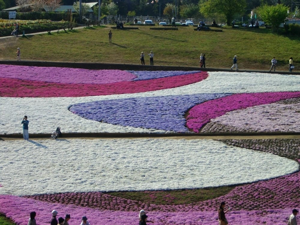 秩父羊山公園 (43).JPG 秩父羊山公園 (43).JPG