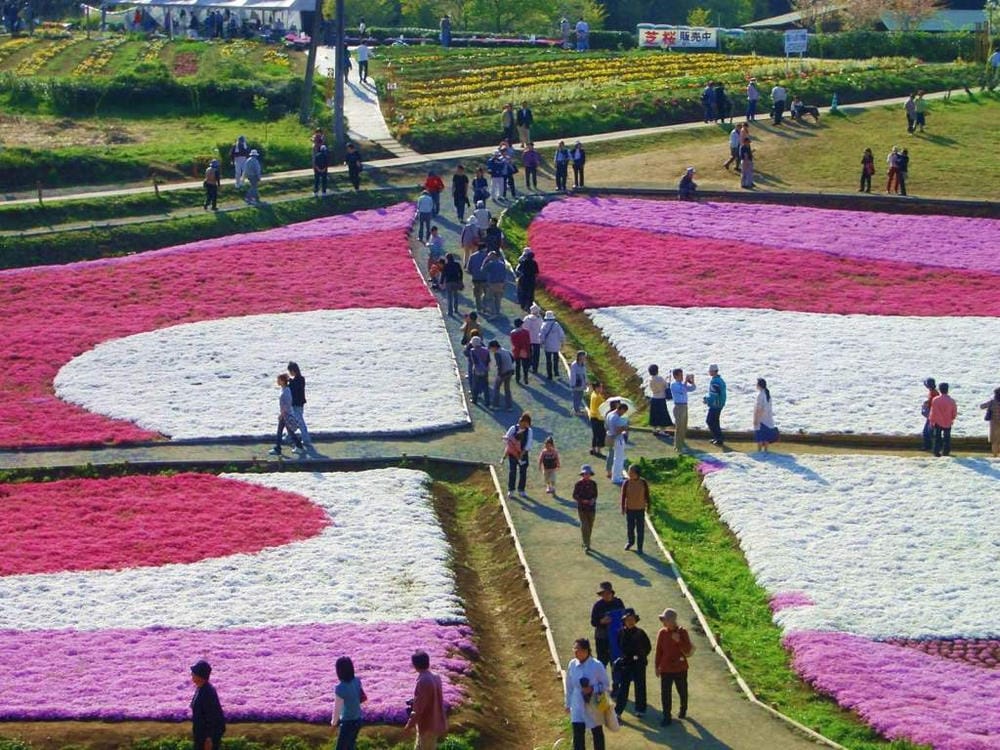 秩父羊山公園 (42).JPG 秩父羊山公園 (42).JPG