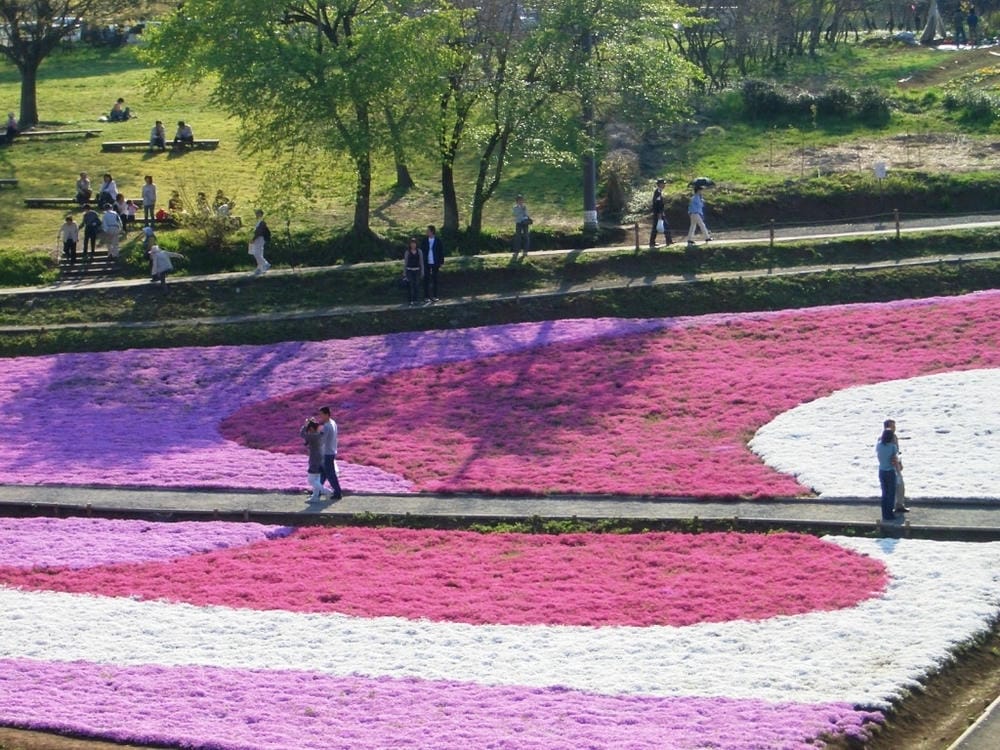 秩父羊山公園 (46).JPG 秩父羊山公園 (46).JPG