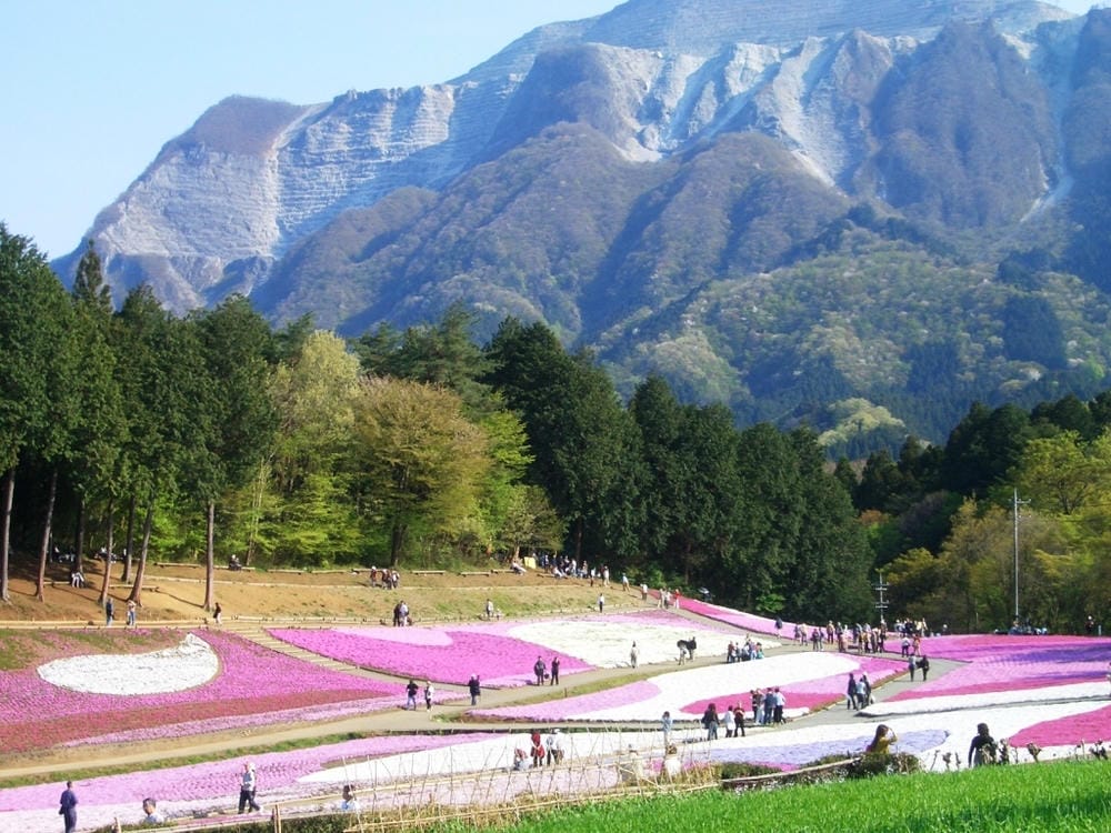 秩父羊山公園 (7).JPG 秩父羊山公園 (7).JPG