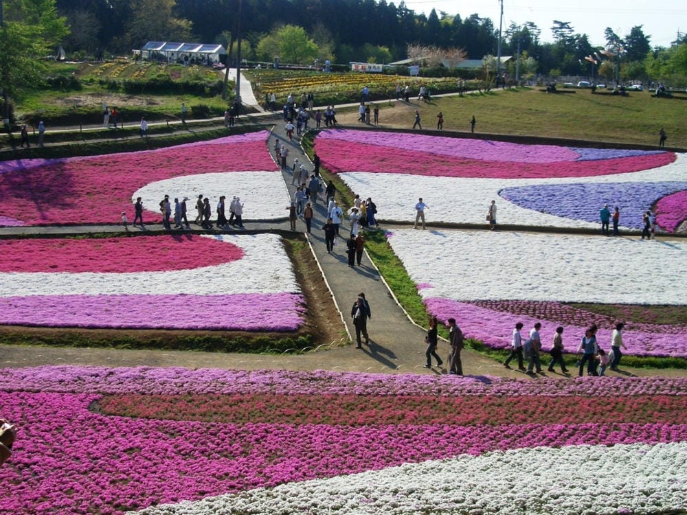 秩父羊山公園 (40).JPG 秩父羊山公園 (40).JPG