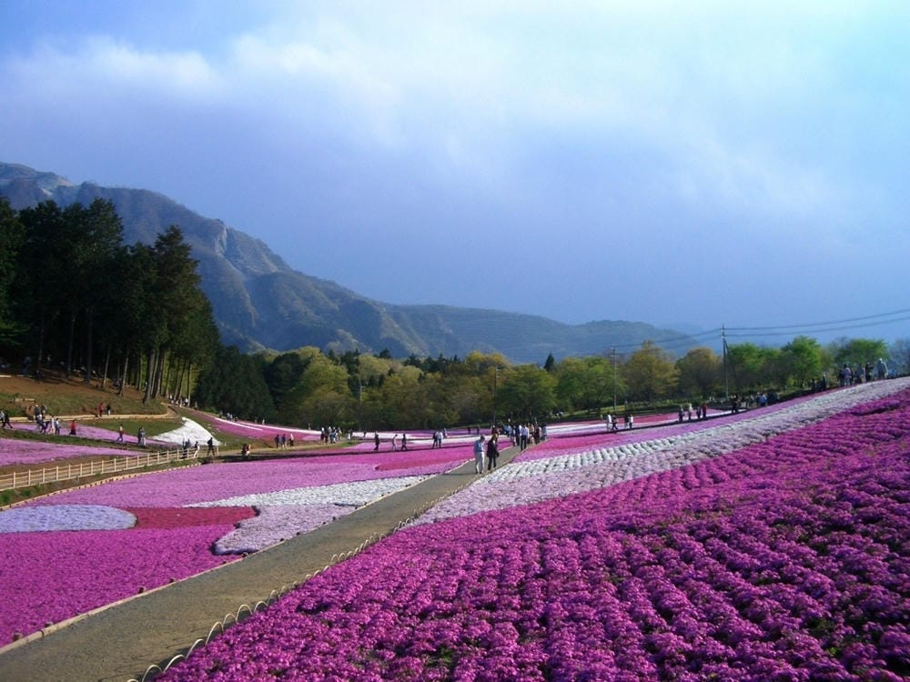 秩父羊山公園 (63).JPG 秩父羊山公園 (63).JPG