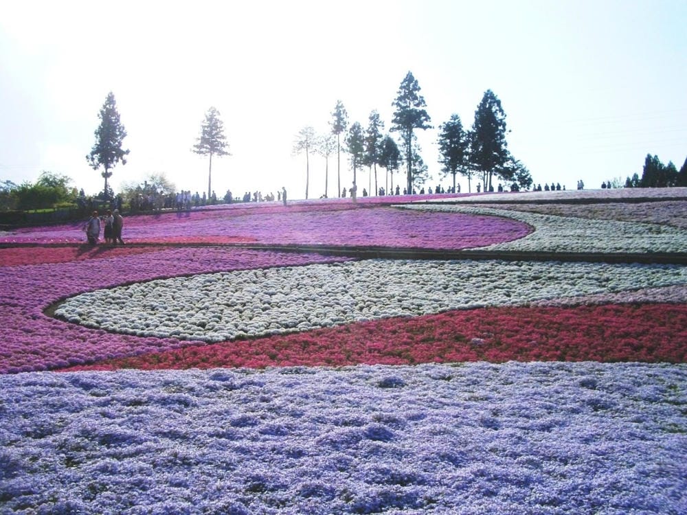 秩父羊山公園 (62).JPG 秩父羊山公園 (62).JPG