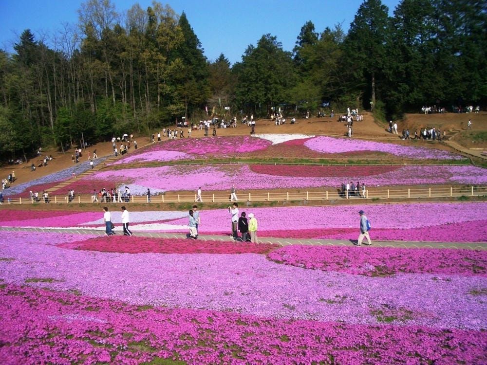 秩父羊山公園 (12).JPG 秩父羊山公園 (12).JPG