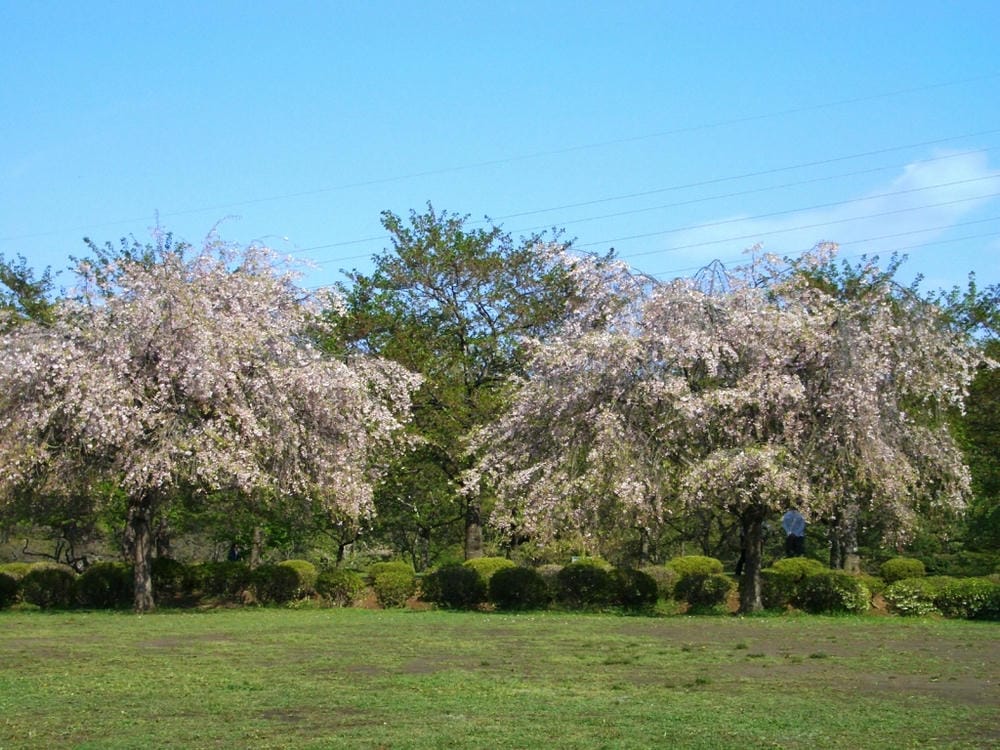 秩父羊山公園 (3).JPG 秩父羊山公園 (3).JPG