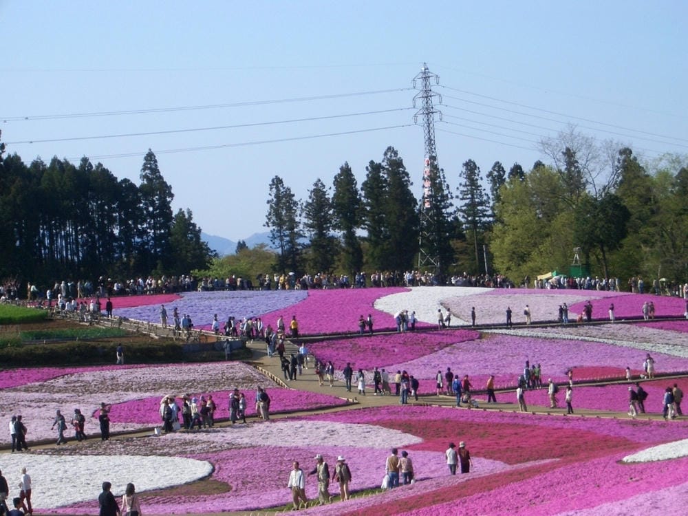 秩父羊山公園 (35).JPG 秩父羊山公園 (35).JPG