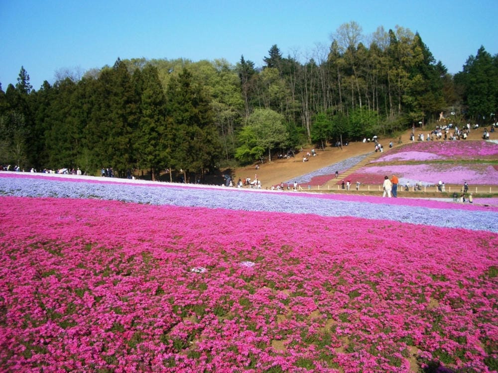 秩父羊山公園 (6).JPG 秩父羊山公園 (6).JPG