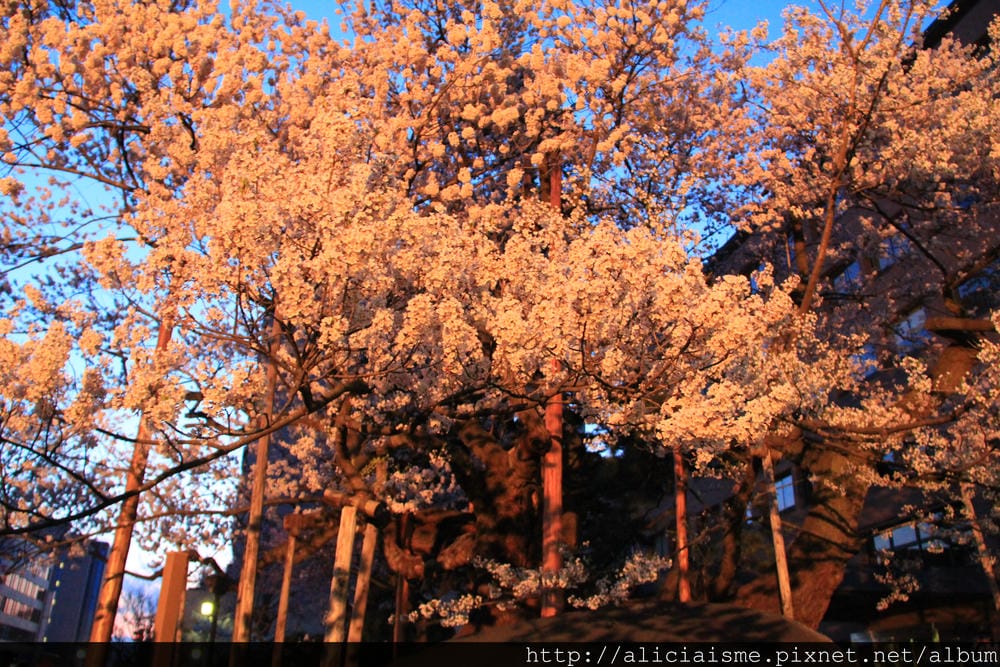 IMG_8034 IMG_8034