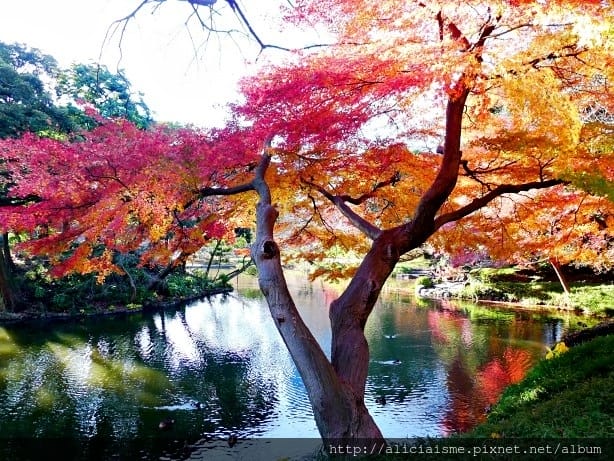【東京都】小石川後樂園~都心裡的夢幻紅葉日式美景庭園