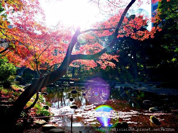 【東京都】小石川後樂園~都心裡的夢幻紅葉日式美景庭園