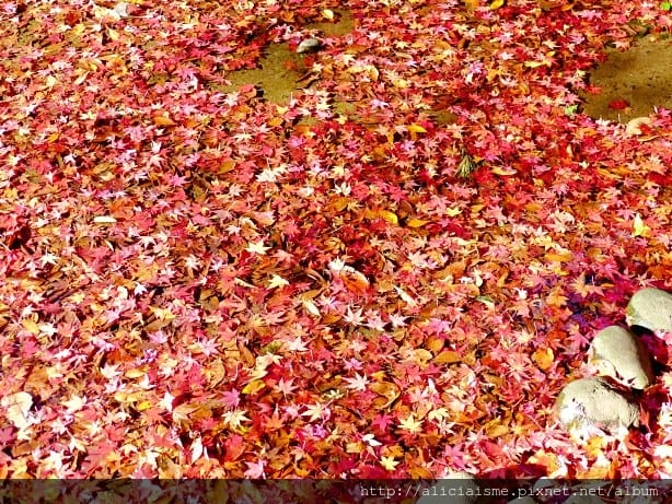 【東京都】小石川後樂園~都心裡的夢幻紅葉日式美景庭園