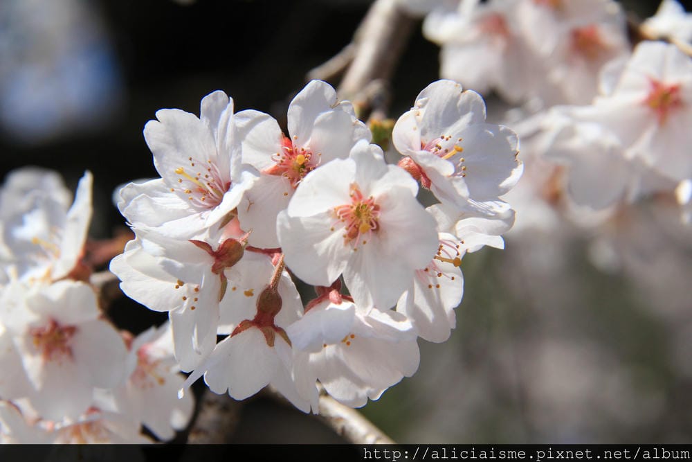 IMG_6005 IMG_6005