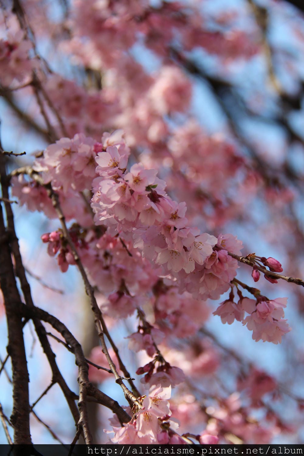 IMG_5890 IMG_5890