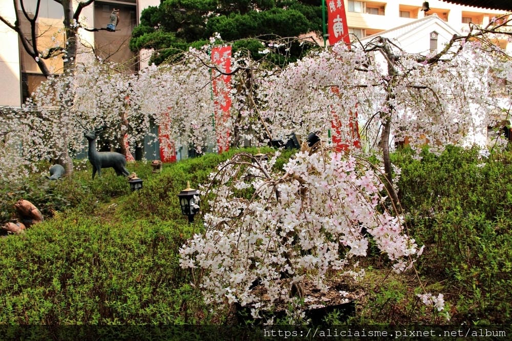 【京都】六角堂:京都原點,御幸櫻下的十六羅漢們裡,尋求六根清淨