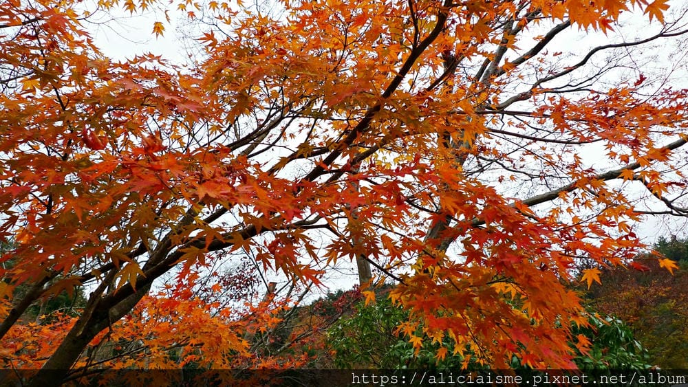 【滋賀縣】貝聿銘XMiho(美秀)美術館: 隱身山中美術館，世外桃花源的美學仙境