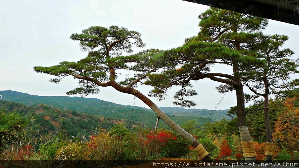 【滋賀縣】貝聿銘XMiho(美秀)美術館: 隱身山中美術館，世外桃花源的美學仙境