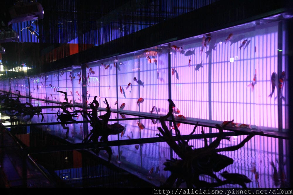 IMG_8625 IMG_8625