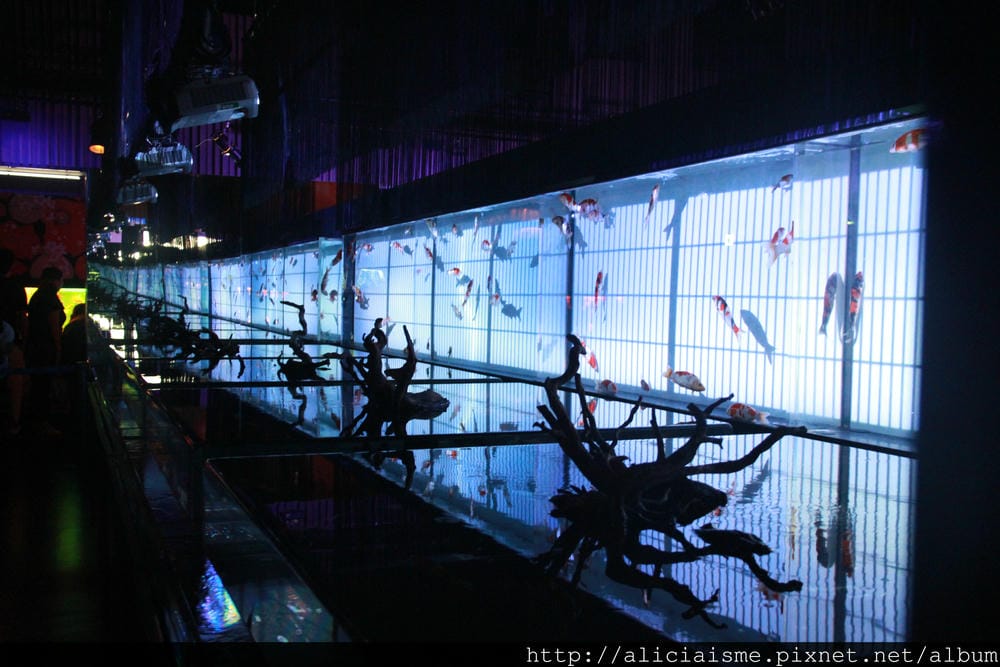 IMG_8618 IMG_8618