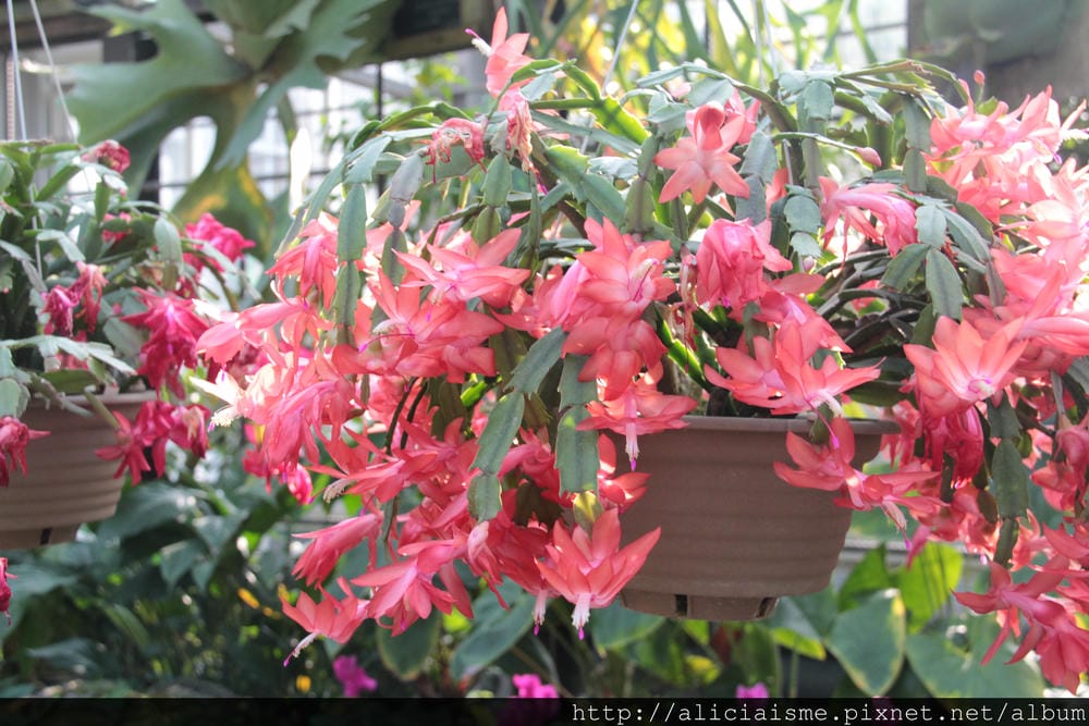 IMG_2185 IMG_2185