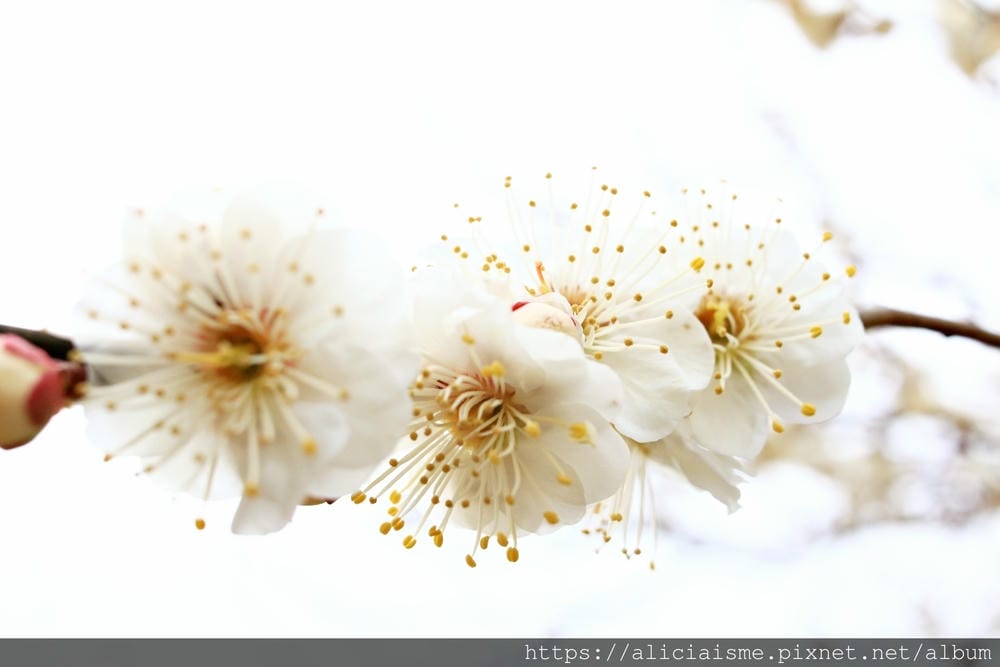 【京都府】北野天滿宮～求合格也是梅花、紅葉名所