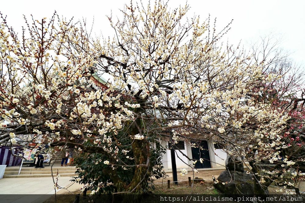 【京都府】北野天滿宮～求合格也是梅花、紅葉名所