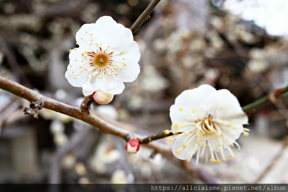 【京都府】北野天滿宮～求合格也是梅花、紅葉名所