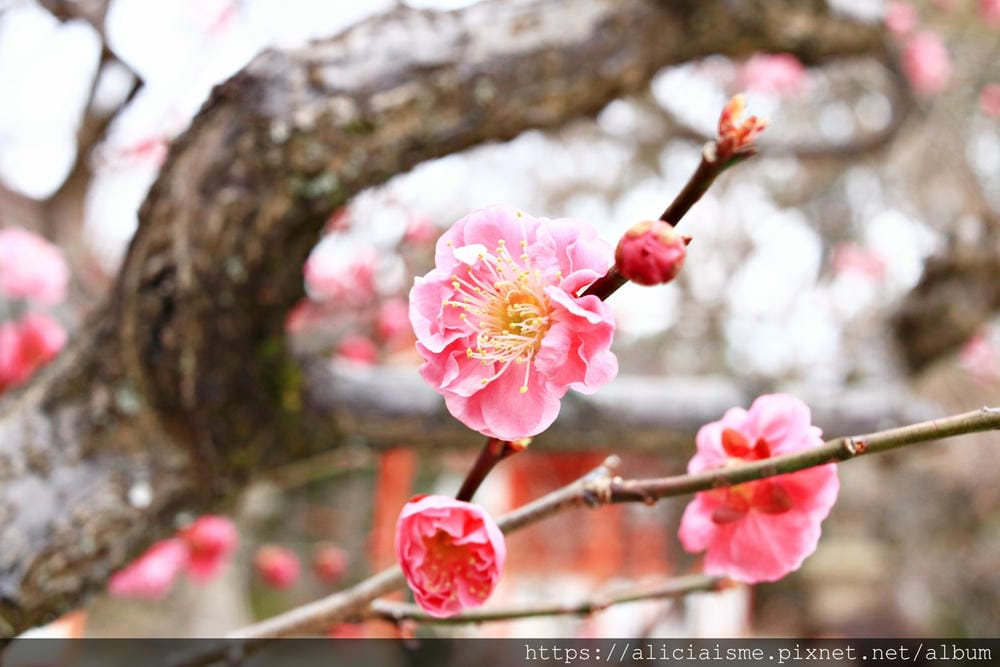 【京都府】北野天滿宮～求合格也是梅花、紅葉名所