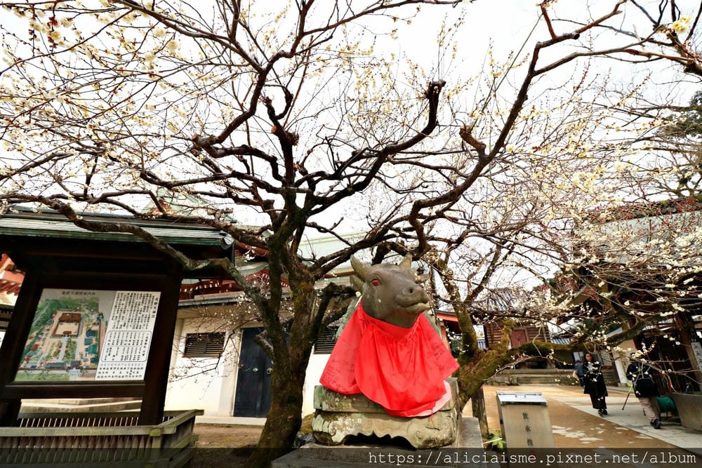 【京都府】北野天滿宮～求合格也是梅花、紅葉名所