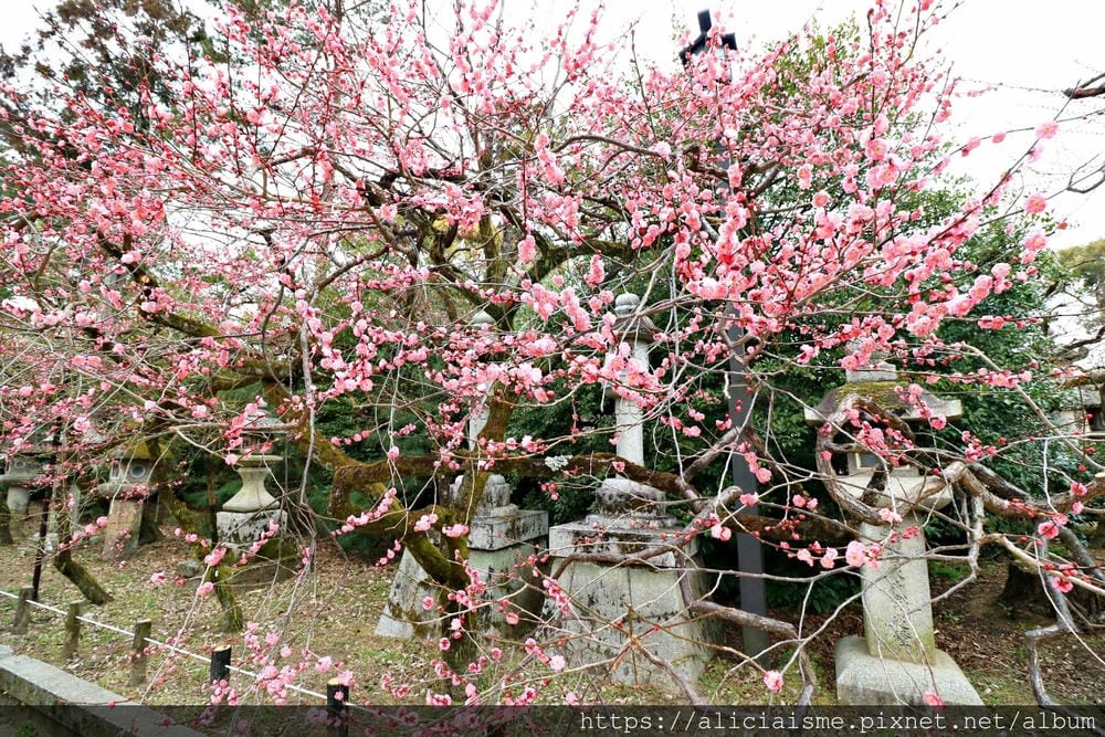 【京都府】北野天滿宮～求合格也是梅花、紅葉名所