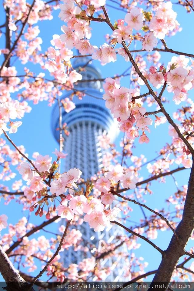 ＜東京＞櫻花下的晴空塔：傳統粋日本，現代新建築，還有提早盛開的河津櫻＠Tokyo Skytree