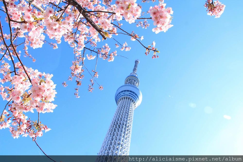 ＜東京＞櫻花下的晴空塔：傳統粋日本，現代新建築，還有提早盛開的河津櫻＠Tokyo Skytree