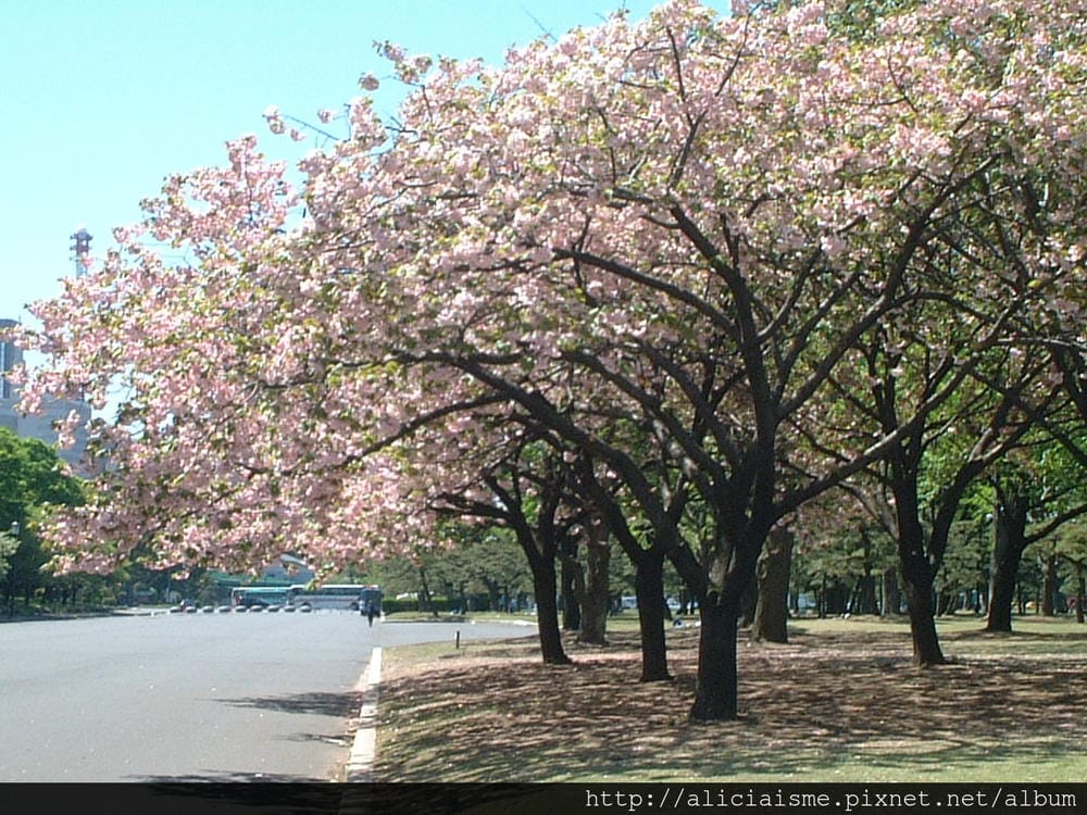 皇居前公園5 皇居前公園5