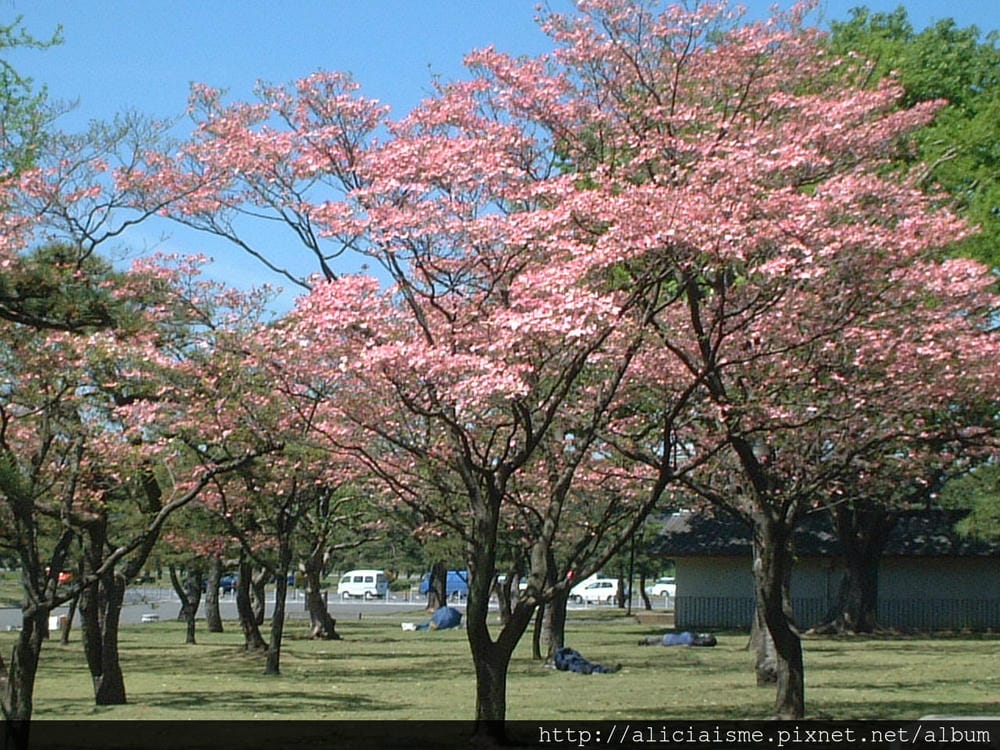 皇居前公園2 皇居前公園2