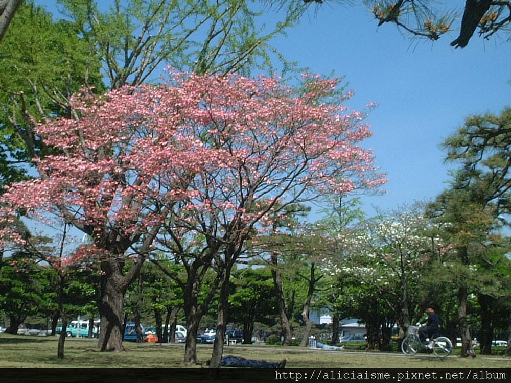 皇居前公園9