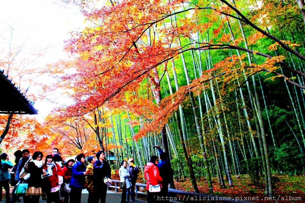 【京都 | 嵐山 】竹林之道（竹林隧道）：電影《藝伎回憶錄》裡，詩意的美學散策道，串連嵐山嵯峨的美麗寺院