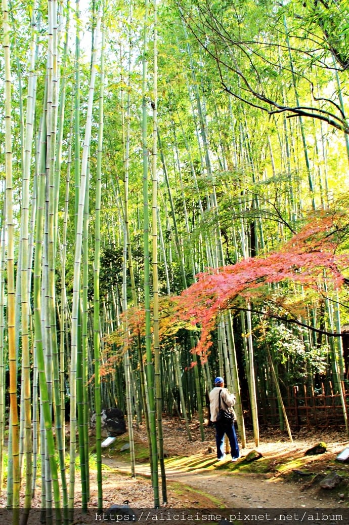 【京都 | 嵐山 】竹林之道（竹林隧道）：電影《藝伎回憶錄》裡，詩意的美學散策道，串連嵐山嵯峨的美麗寺院