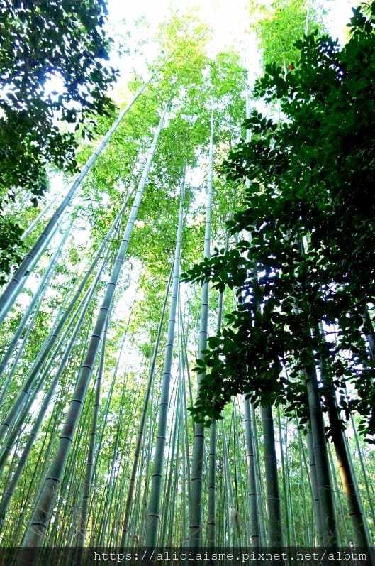 【京都 | 嵐山 】竹林之道（竹林隧道）：電影《藝伎回憶錄》裡，詩意的美學散策道，串連嵐山嵯峨的美麗寺院